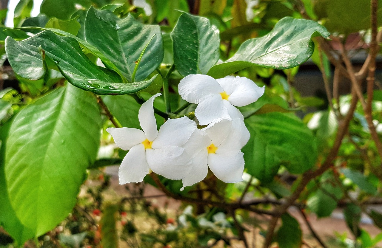 管家婆一碼一肖生姜片片片姜，一種神奇植物的獨(dú)特魅力，神奇植物生姜，管家婆一碼一肖的獨(dú)特魅力解讀