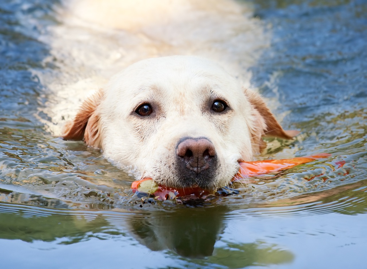 二十四款熱門犬種前臉特征深度對比解析